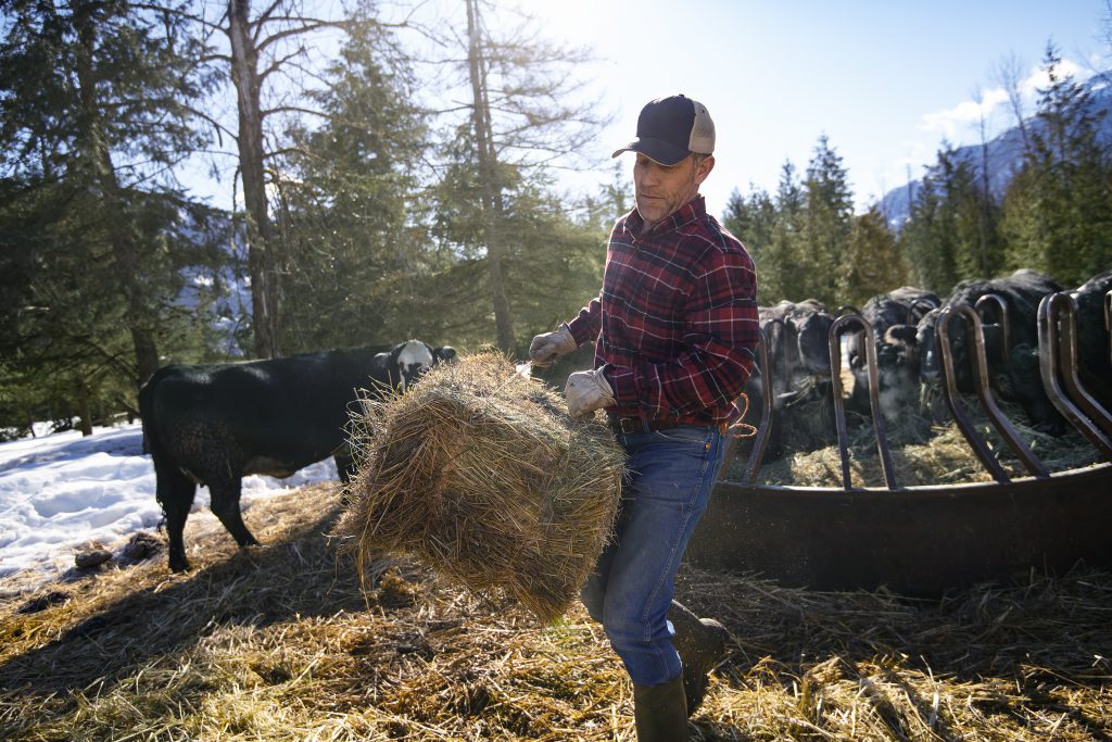 A man hauling a bale of hay to a group of cattle at a feeding pen