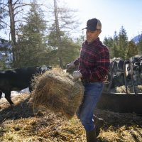 A man hauling a bale of hay to a group of cattle at a feeding pen